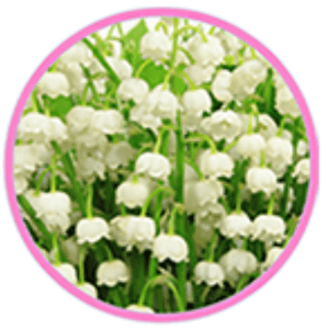 Fressia